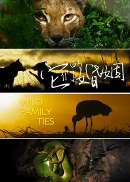 《它们的婚姻》：当爱情遭遇背叛，婚姻走向何方？揭秘都市男女情感困境！