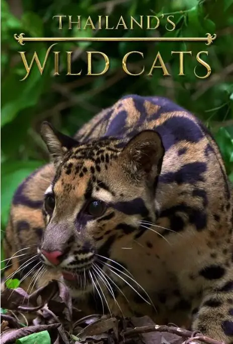 《泰国野生猫科》：镜头下的神秘魅影，一次深入雨林的猫科动物探秘之旅